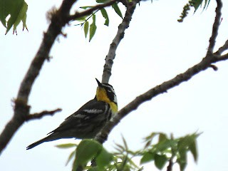 Yellow-throated Warbler - ML617225790