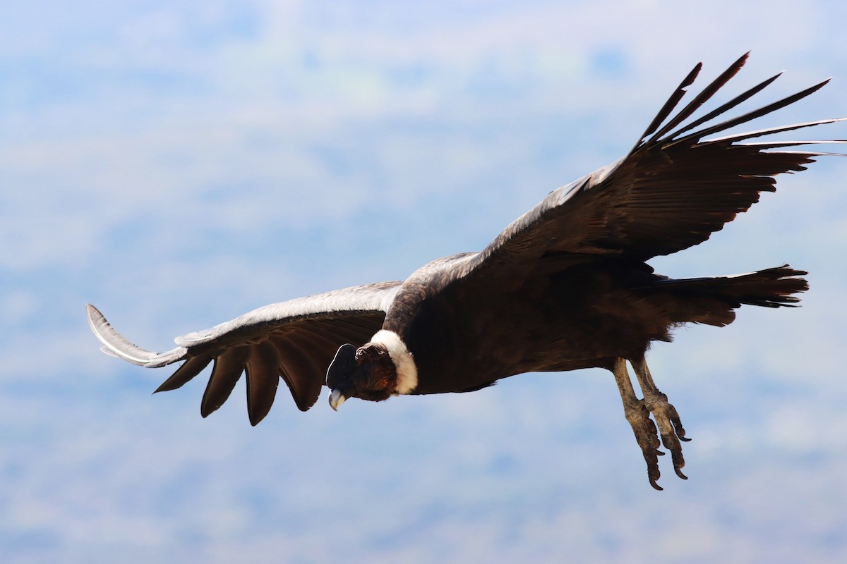 Andean Condor - Michael Mosebo Jensen