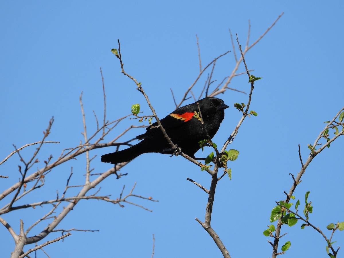 Red-winged Blackbird - Kevin Long