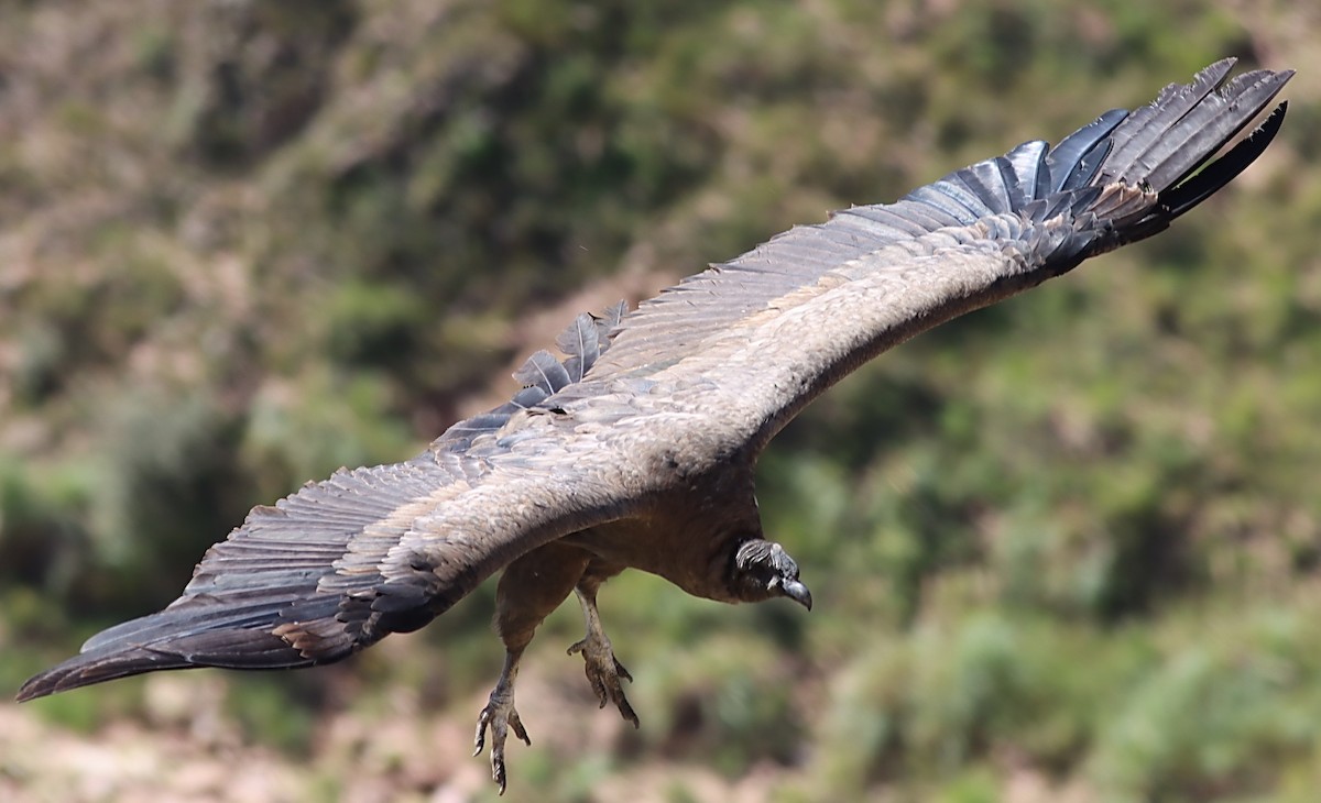 Andean Condor - ML617225837