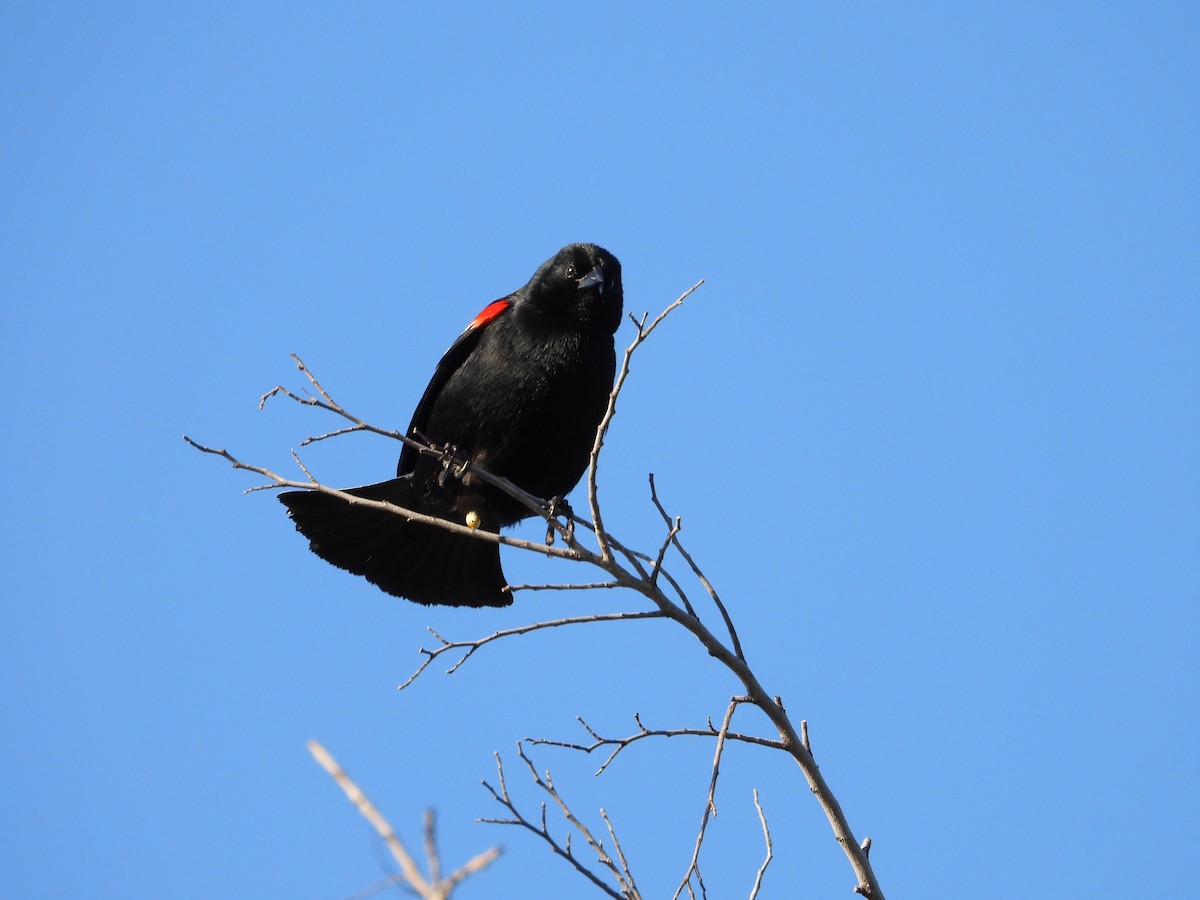 Red-winged Blackbird - ML617225843