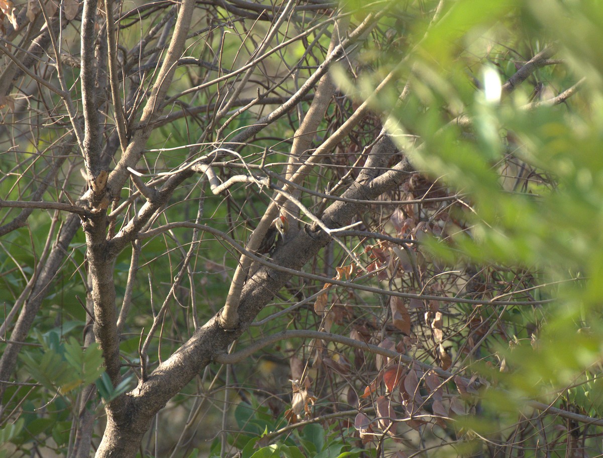 Yellow-crowned Woodpecker - Prajwal T