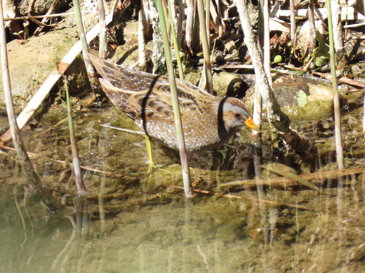 Spotted Crake - ML617226050