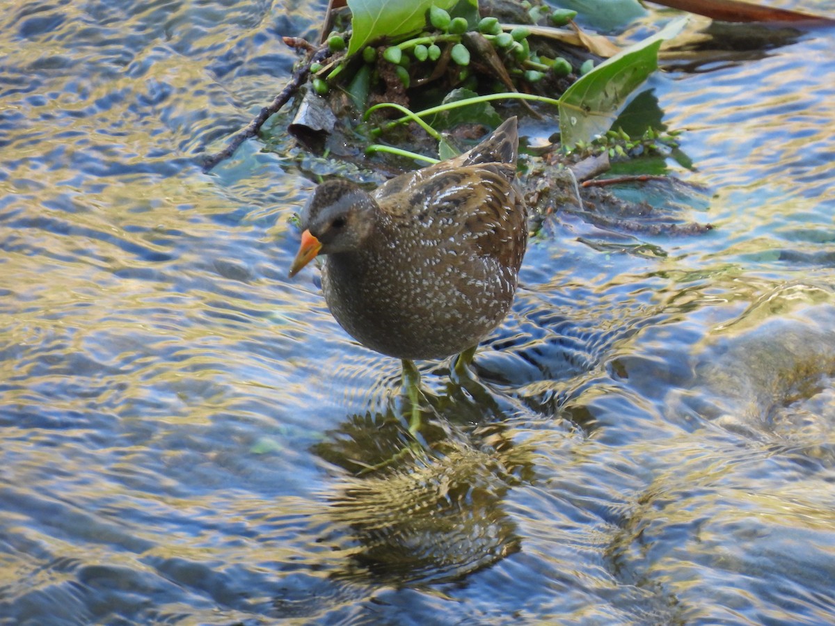 Spotted Crake - ML617226063