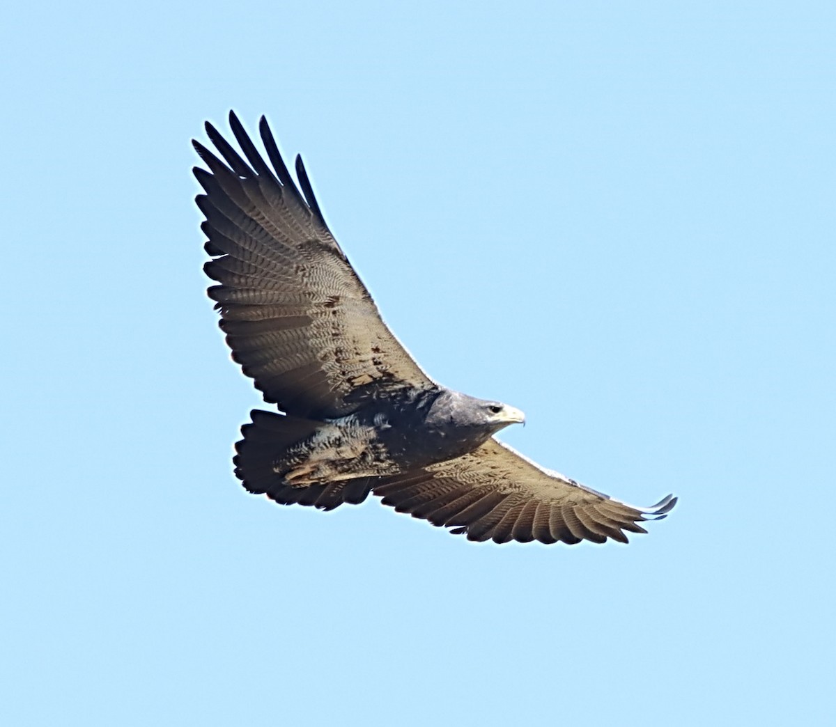 Black-chested Buzzard-Eagle - ML617226070