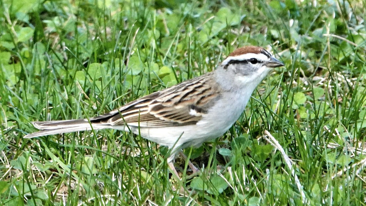 Chipping Sparrow - Tom Shepard
