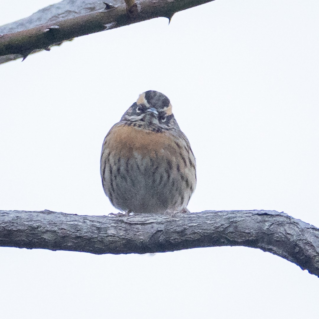 Rufous-breasted Accentor - ML617226304