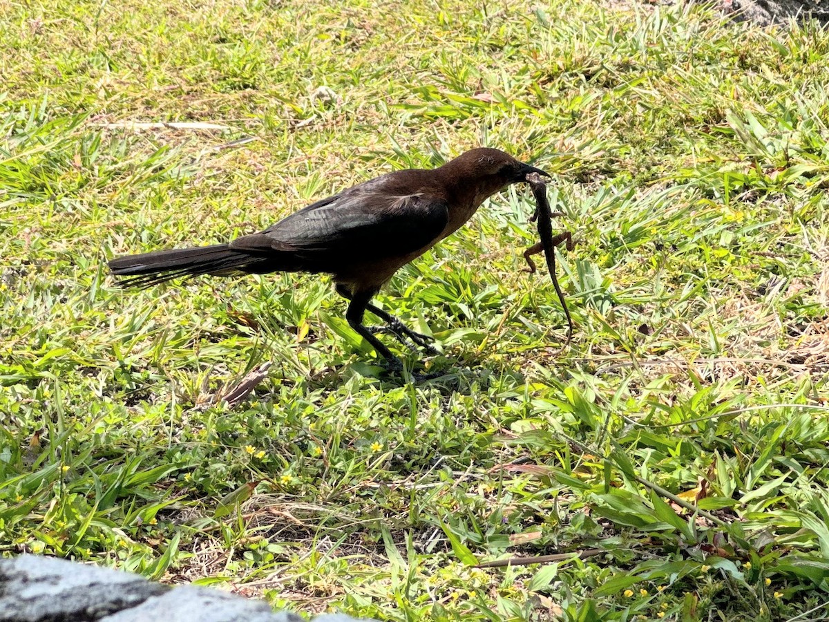Boat-tailed Grackle - ML617226359