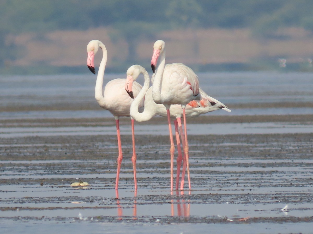 Greater Flamingo - ML617226381