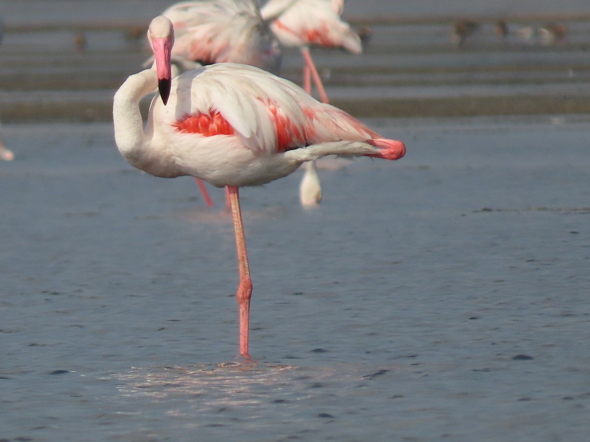 Greater Flamingo - Sreekumar Chirukandoth