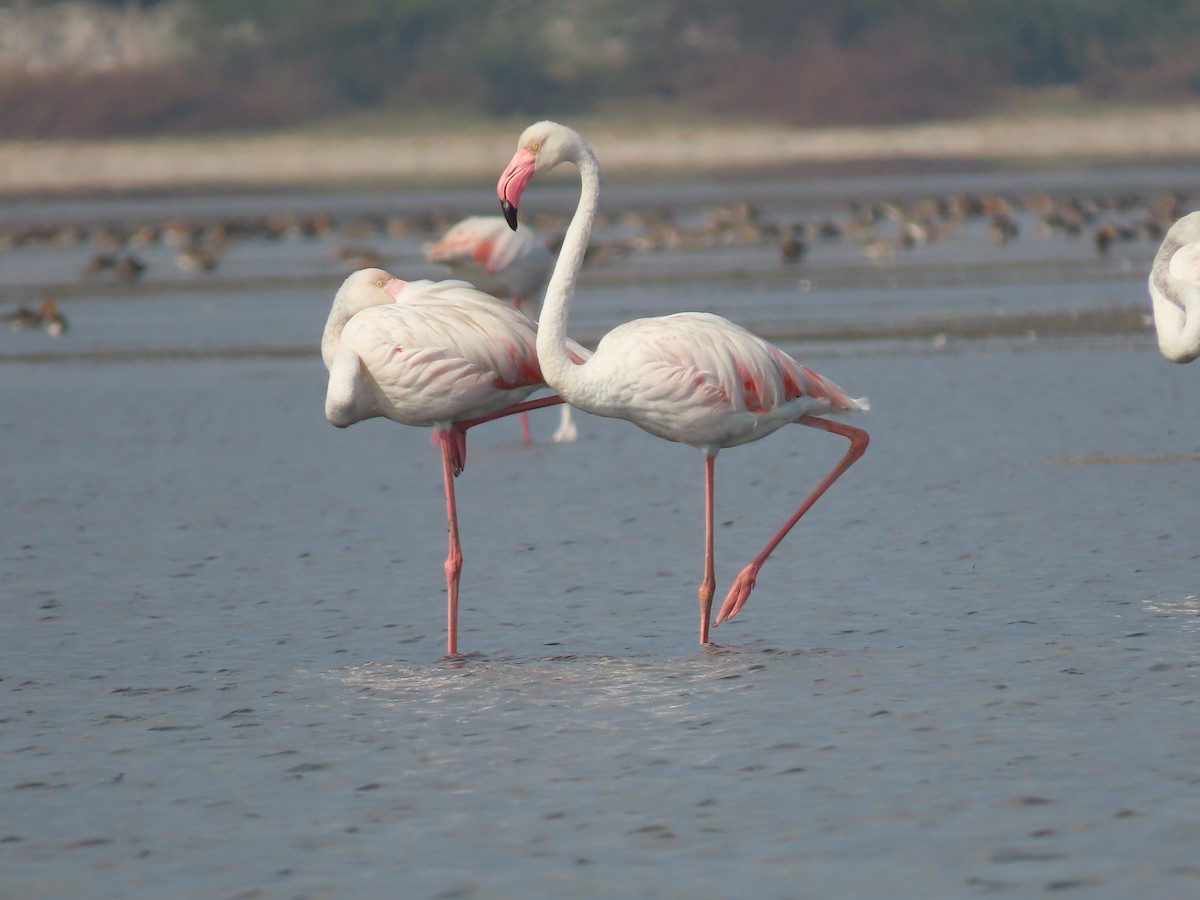 Greater Flamingo - ML617226383