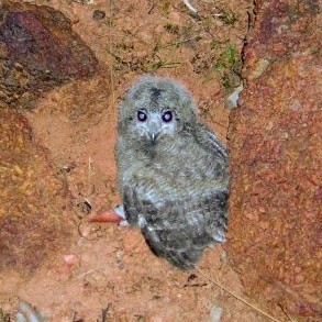 Grayish Eagle-Owl - ML617226422