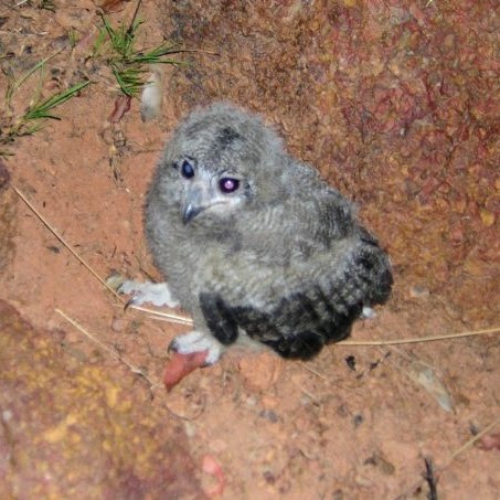 Grayish Eagle-Owl - ML617226423