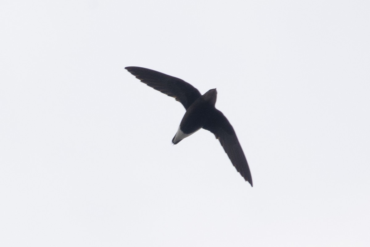 Silver-backed Needletail - ML617226433