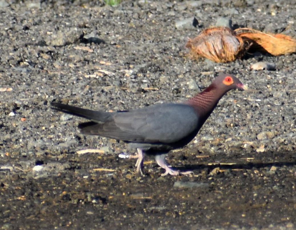 Scaly-naped Pigeon - ML617226557