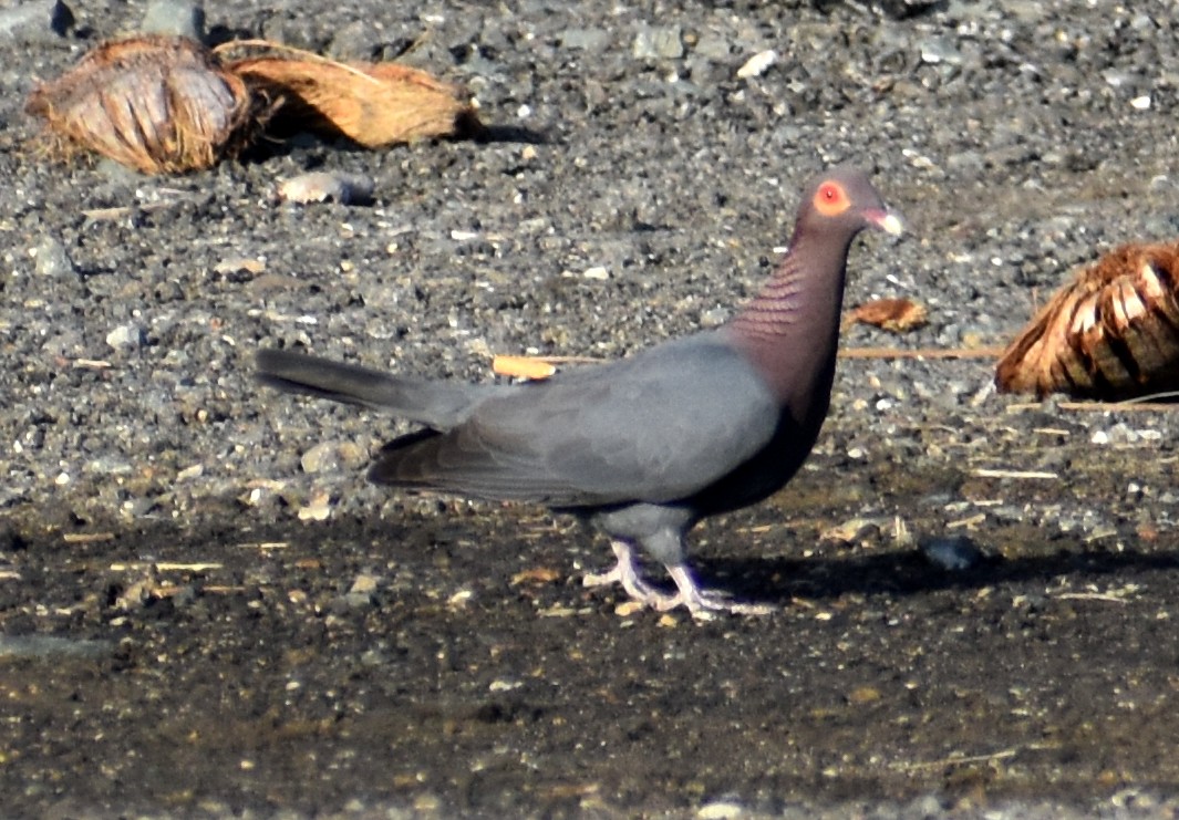 Scaly-naped Pigeon - ML617226563