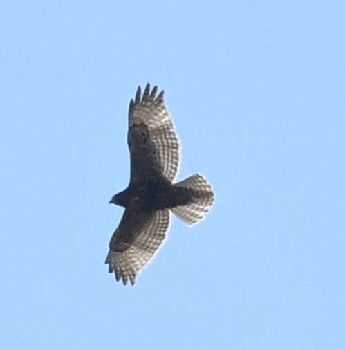 Red-tailed Hawk (calurus/abieticola) - ML617226634
