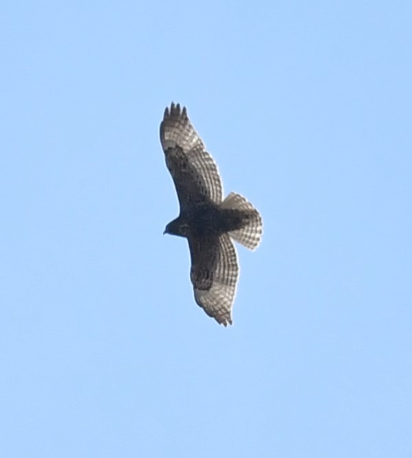 Red-tailed Hawk (calurus/abieticola) - ML617226637