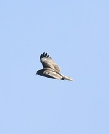 Red-tailed Hawk (calurus/abieticola) - ML617226638