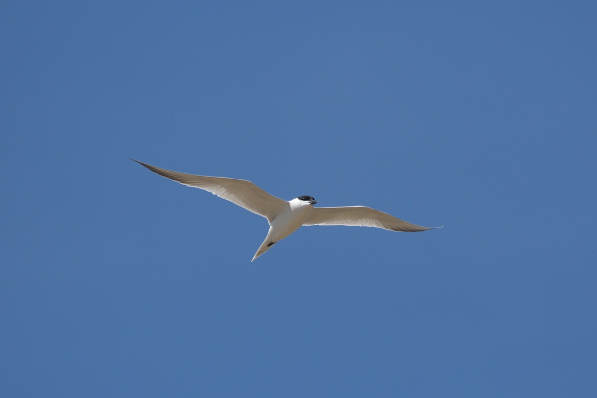 Gull-billed Tern - ML617226703