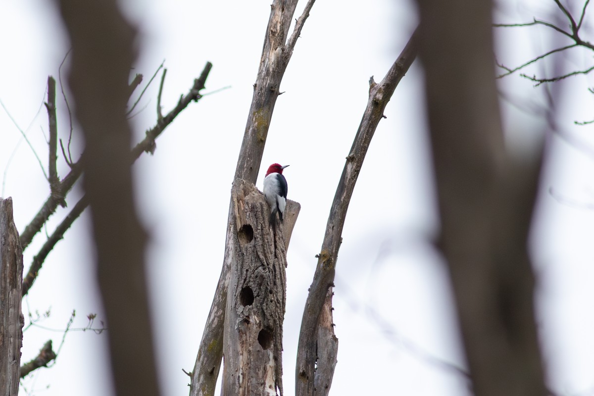 Red-headed Woodpecker - ML617226797