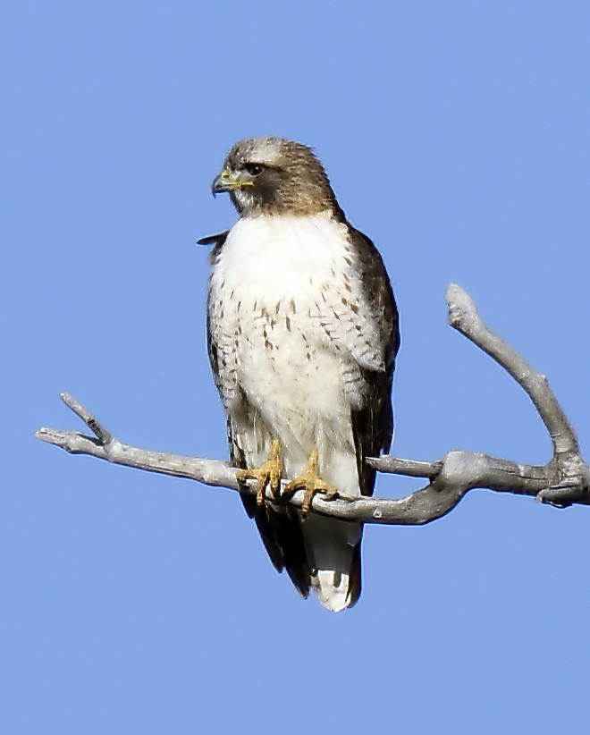 Red-tailed Hawk - ML617226819