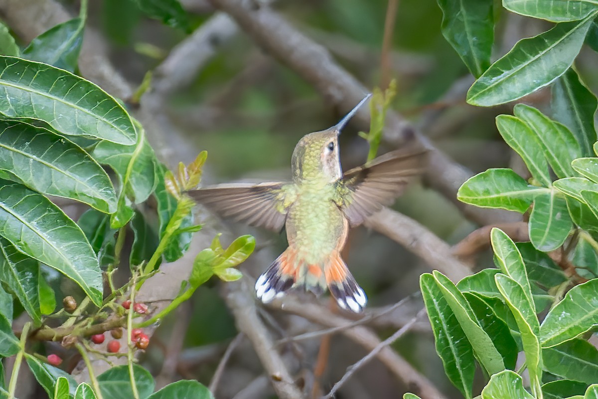 Allen's Hummingbird - ML617226889