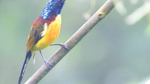 Green-tailed Sunbird - ML617226894