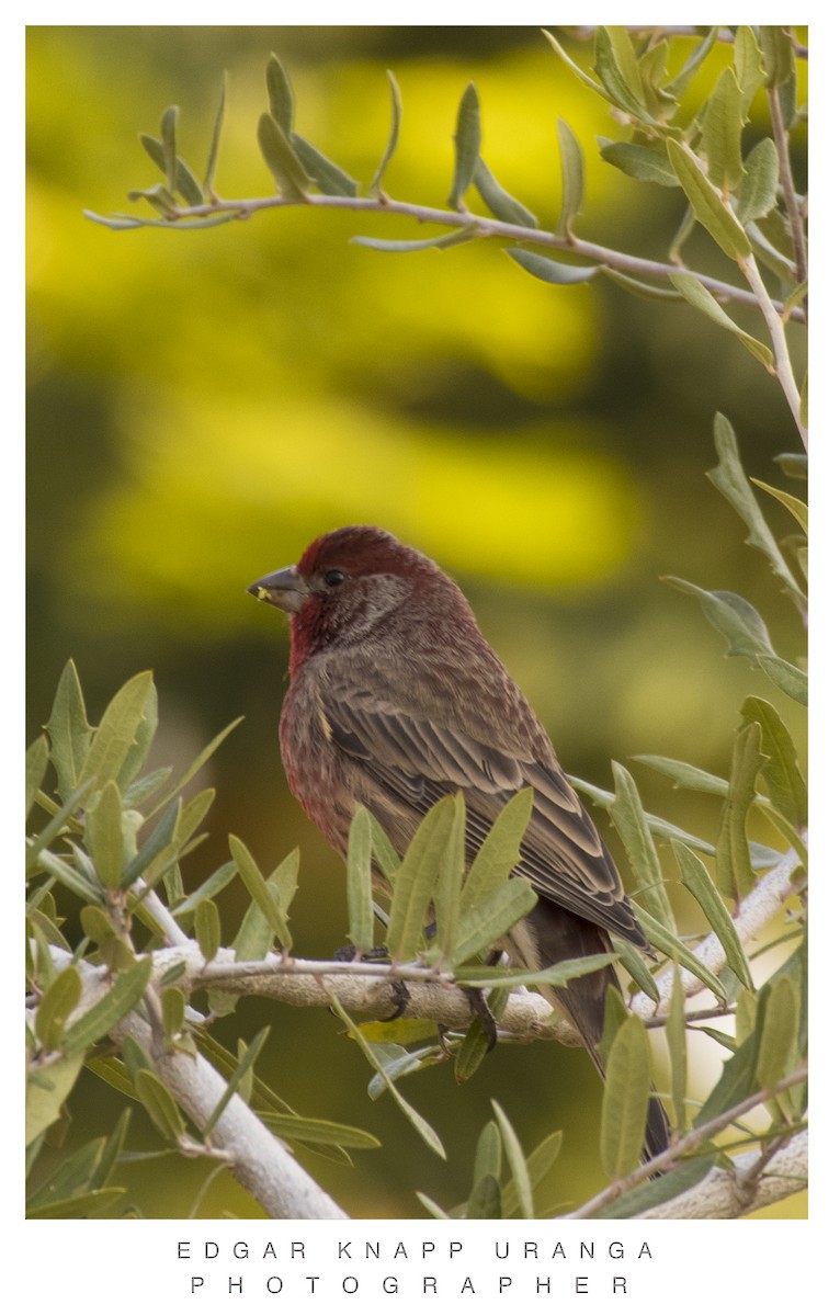 House Finch (Common) - ML617226981