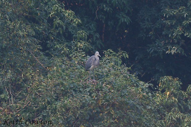 White-bellied Heron - ML617226987
