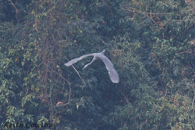 White-bellied Heron - ML617226991