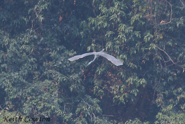 White-bellied Heron - Keith Cowton