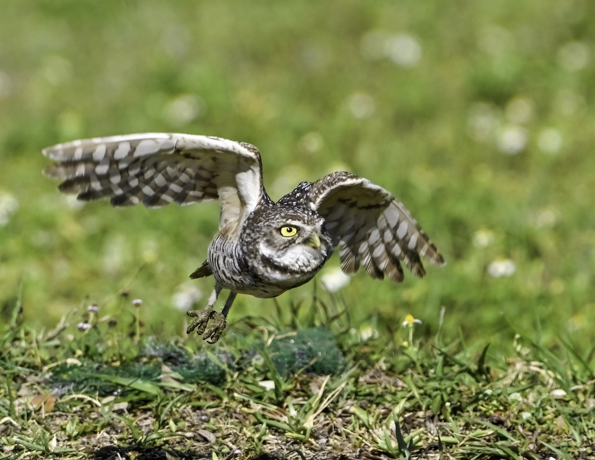Burrowing Owl - David Baker