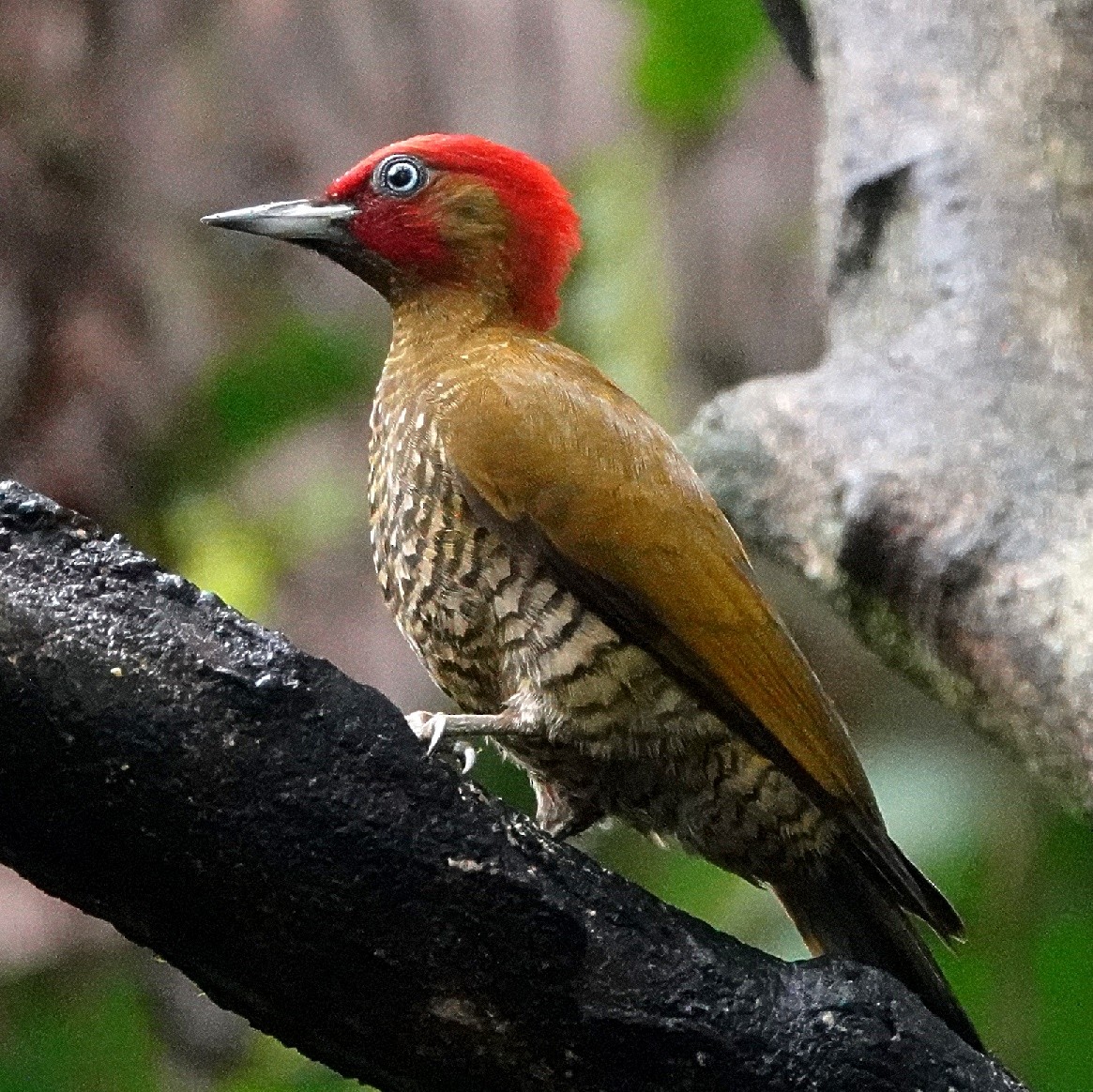 Rufous-winged Woodpecker - ML617227185