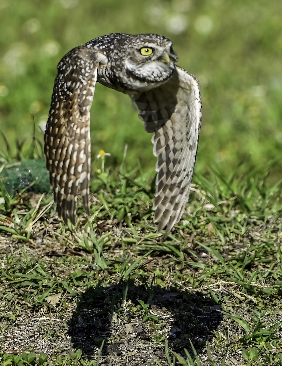 Burrowing Owl - ML617227195