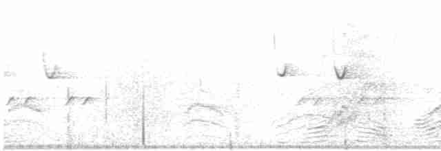 Каролинский поползень (aculeata/alexandrae) - ML617227288