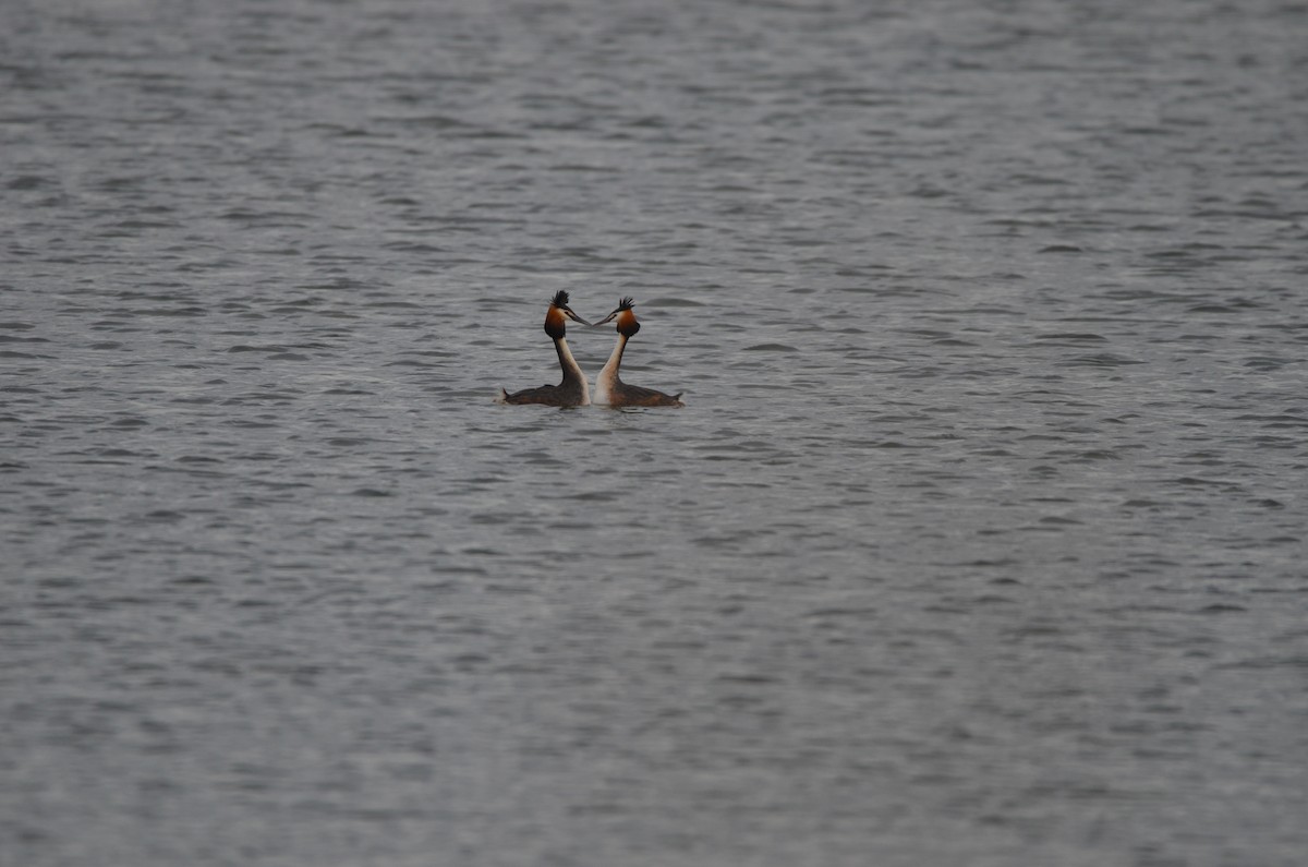 Great Crested Grebe - ML617227419