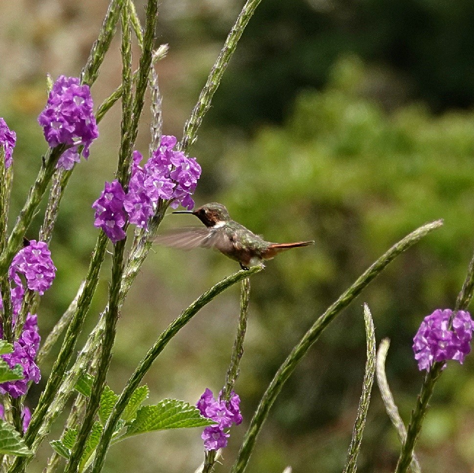 Scintillant Hummingbird - Vince Elia
