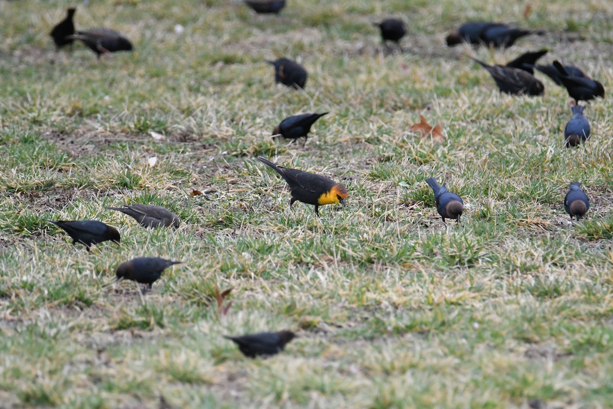 Yellow-headed Blackbird - ML617227509