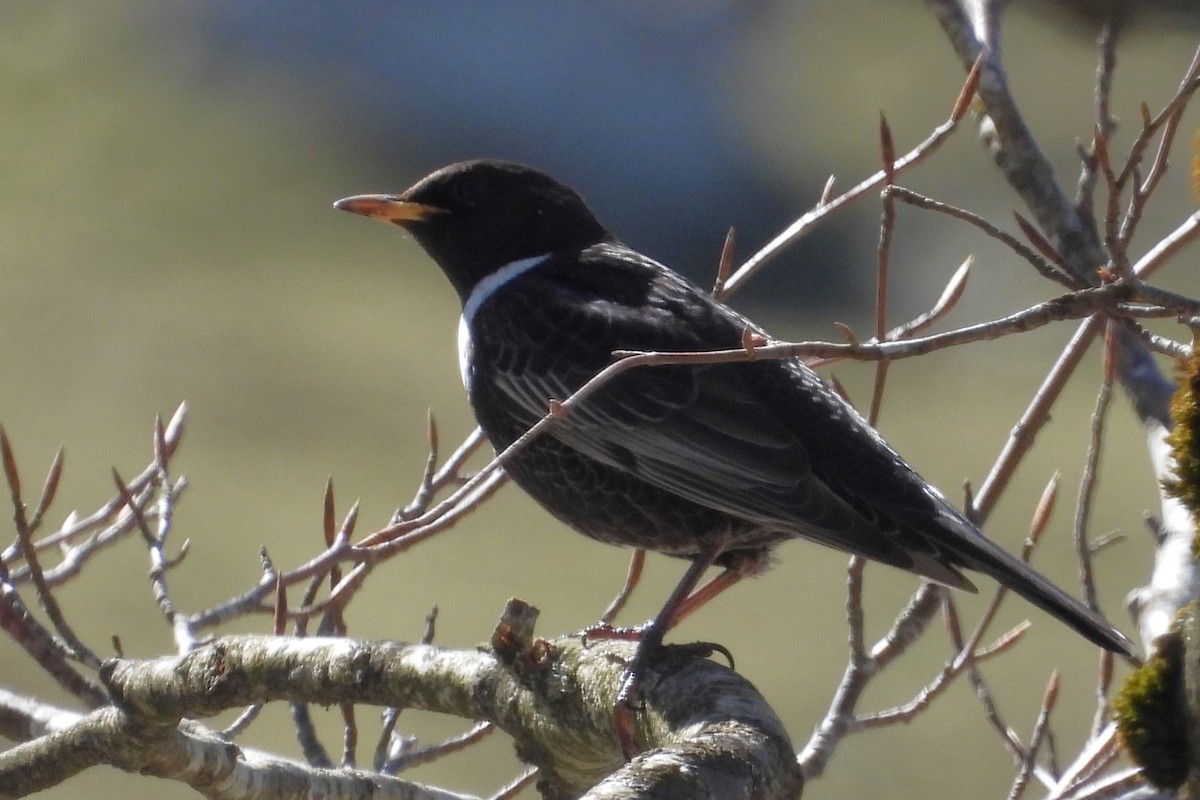 Ring Ouzel (Northern) - ML617227610