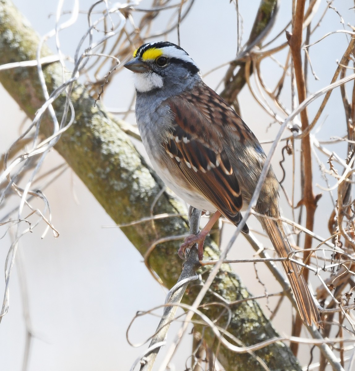White-throated Sparrow - Joshua Vandermeulen