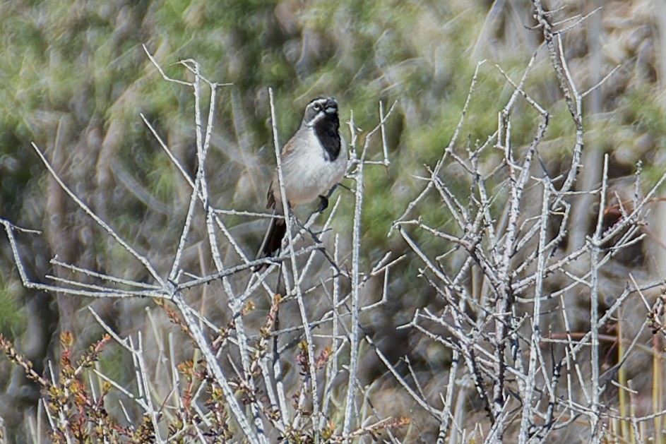 Black-throated Sparrow - ML617227753
