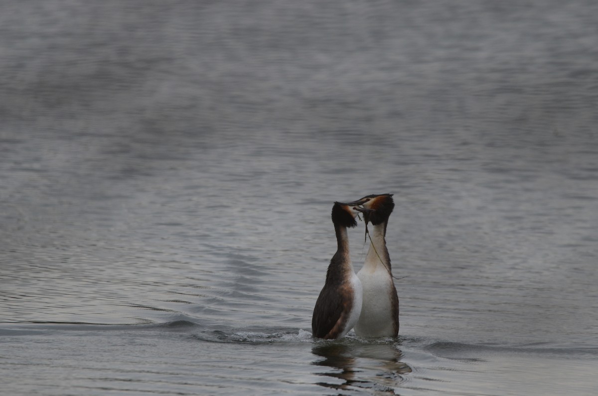 Great Crested Grebe - ML617227825