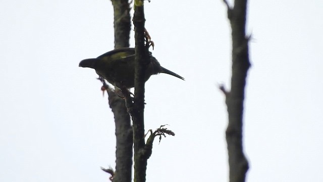 Black-throated Sunbird - ML617227859