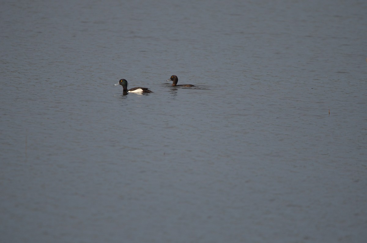 Tufted Duck - ML617228088