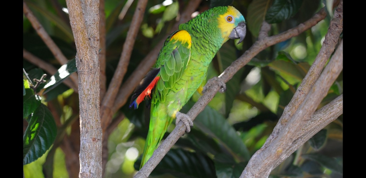 Turquoise-fronted Parrot - ML617228134