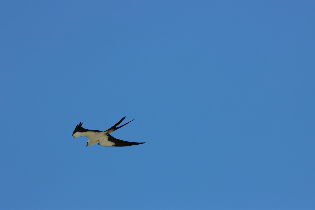 Swallow-tailed Kite - Luca Sheldon