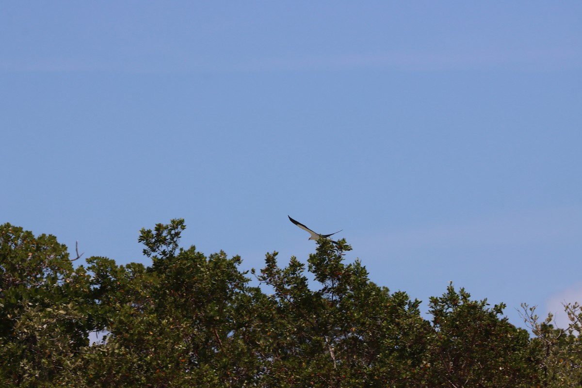 Swallow-tailed Kite - ML617228197