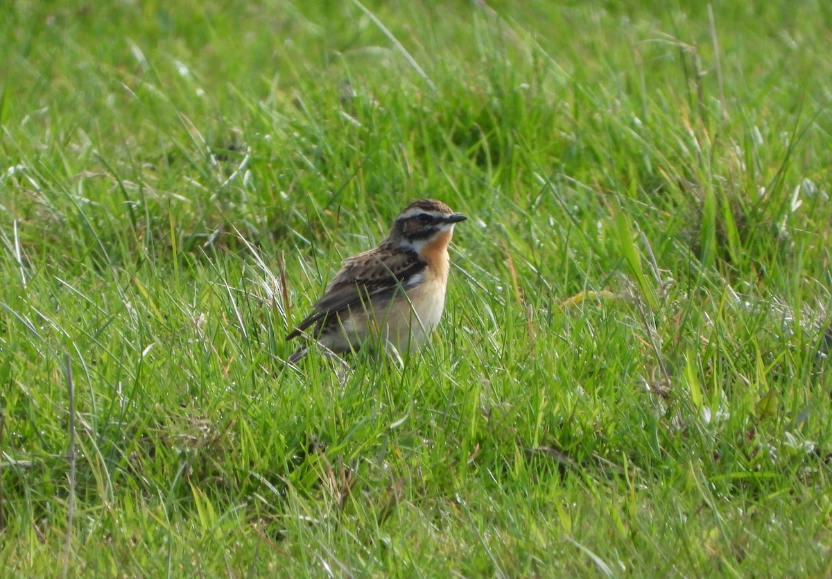 Whinchat - ML617228216