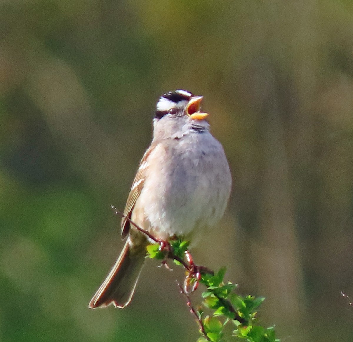 White-crowned Sparrow - ML617228229